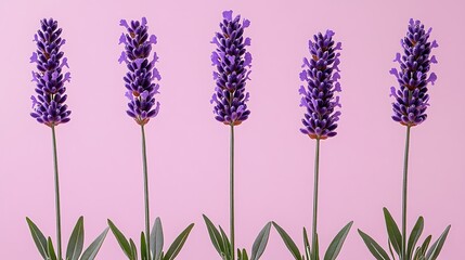 Vibrant lavender stalks on pink background with showcasing natural beauty and floral elegance.