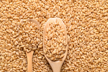 Whole wheat grain with wooden scoop, Food ingredient, Top view