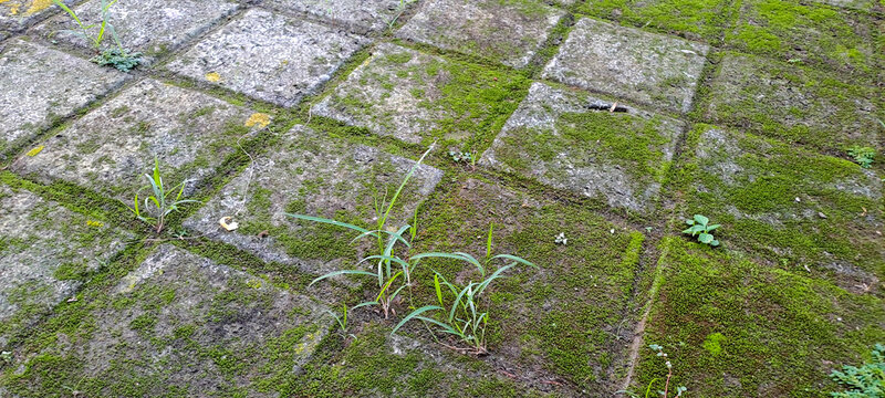 Moss on the sidewalk. Rusty stone wall green texture background. Paving stones with some moss	
