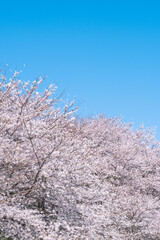 桜　青空