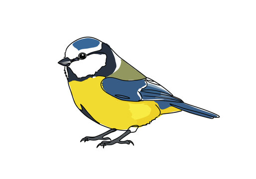 Blue tit drawing. This black and white outline depicts a small, charming blue tit, a tiny European songbird with distinctive features. Vector sketch line art draw.
