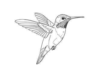 Obraz premium Hummingbird drawing. This black and white outline depicts a small hummingbird in mid-flight, known for its rapid wing beats and ability to hover. Vector sketch line art draw.