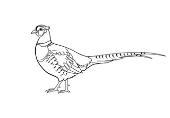 Fototapeta premium Pheasant drawing. This black and white outline depicts a pheasant, a game bird known for its long tail and striking plumage. Vector sketch line art draw.