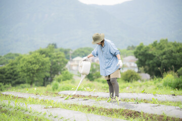 畑の苗にじょうろで水をやる女性の全身　農家や農業のイメージ
