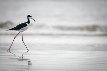 Black and white bird in the beach