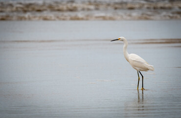 great white heron