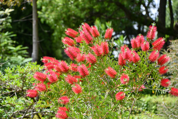 ブラシノキ　Bottlebrush