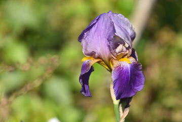 Bearded iris
The bearded iris is beloved for its large, showy, fragrant flowers. Bearded irises are...