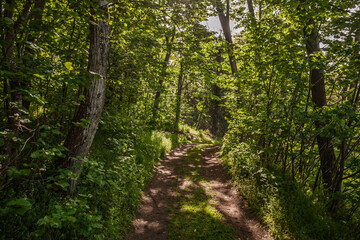 Obraz premium Narrow earth trail winds through dense green woodland on Fruska Gora, Serbia, dappled by afternoon sunlight filtering between deciduous trunks and under-story foliage.