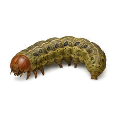 Realistic Bollworm Rendering