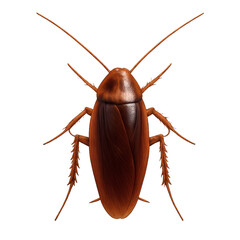 Realistic Cockroach Render
