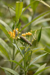 Caterpillar on a Seed Pod in a Natural Environment in a Asclepias curassavica on a sunny Peru