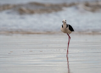 White and black bird looking at me.