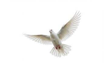Fototapeta premium White dove flying isolated on white background with open wings