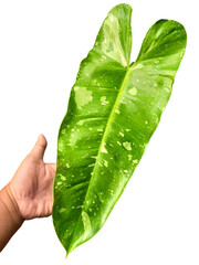 Hand Holding Philodendron Josebuono Plant with Green Leaves