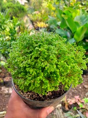 Hand Holding Tropical Fern Plant in Pot at Nursery