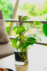 Golden phontos, ceylon creeper, ivy arum, taro vine, devil's ivy, sirih gading or epipremnum aureum growth in vase. Decorative plant © Rezmita