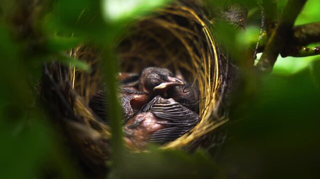 A young bird is commonly called a hatchling, chick, or nestling in bird nest