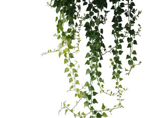 Graceful green ivy vines cascading against a bright white background.