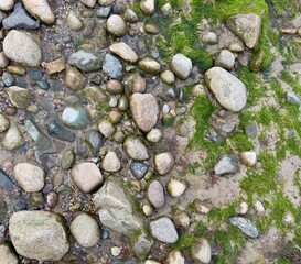 treasures of the ocean at low tide - rocks, sand, mossy seaweed, zen aesthetics