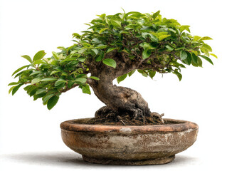 Small bonsai tree with twisted trunk and vibrant green leaves, elegantly displayed in rustic pot, symbolizes tranquility and nature beauty