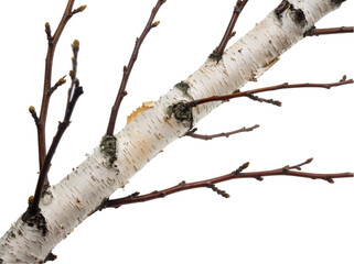 Close-up of a birch tree branch with distinctive white bark and buds.