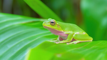 Obraz premium A vibrant tree frog rests on a tropical leaf, embodying nature's delicate beauty.