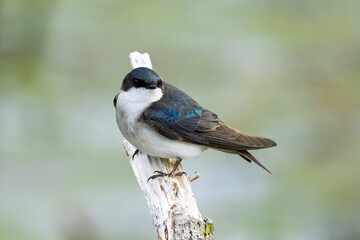 Tree Swallow