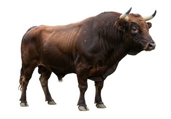 Brown bull with horns isolated on white background
