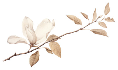 PNG Botanical illustration magnolia flower drawing sketch.