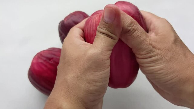 The hand squeezes to open the rose apple, or malay apple, or Syzygium malaccense, or jambu bol, or red guava, or jamaica guava