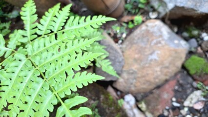 Wild Sensitive Fern (Onoclea sensibilis) Foliage Growing in Forest, Summer Fern Leaves Wallpaper Background	