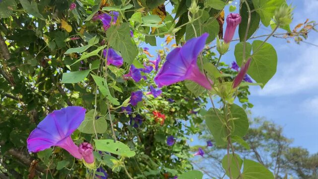 Soft purple blooms Ipomoea nil stretch toward the sky, swaying gently in the breeze