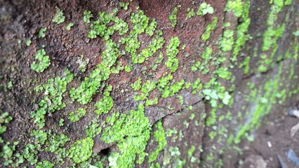 flower, plant, nature, closeup, purple, beauty, blossom, garden, flora, blooming, botany, leaf, summer, white, background, bloom, violet, freshness, floral, green, colours, natural, macro, bunch, gras