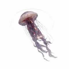 Ethereal Jellyfish in Digital Halo