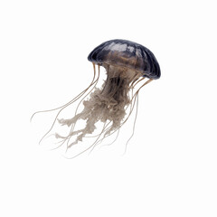 Majestic Purple-Striped Jellyfish in Mid-Swim, Isolated on Gray Transparent background