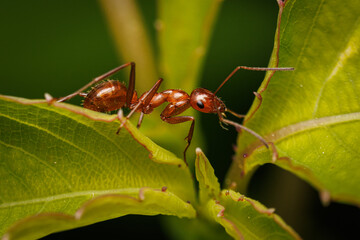 A brown ant is on a leaf. The leaf is green and has a few brown spots. The ant is looking up at something