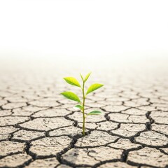 Green sprout in cracked earth isolated on white background, use cases: hope, resilience.