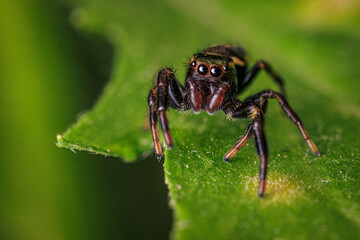 A jumping spider is standing on a leaf. The spider is brown and black. The leaf is green