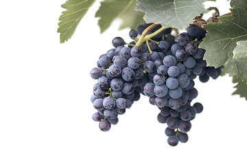 fresh red grapes with green leaves attached to the stem, isolated on a clean white background