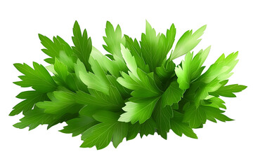 bright green parsley isolated on a clean