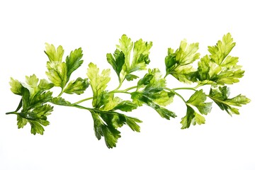 bright green parsley isolated on a clean white background
