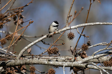 The black-capped chickadee (Poecile atricapillus) . North American nonmigratory songbird.