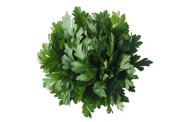 bright green parsley isolated