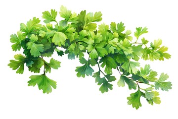 Fresh Green Cilantro Coriander Leaves Isolated on White Background