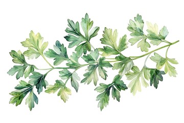 bunch of fresh green parsley is isolated