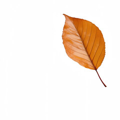 A close-up of a vibrant orange autumn leaf isolated on a black background.