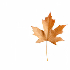 Obraz premium A single dry maple leaf, showcasing rich hues of orange and brown against a white backdrop.