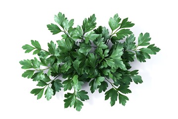 green parsley is isolated on a clean white background