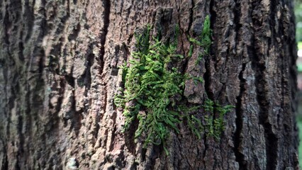 tree bark texture with green moss
